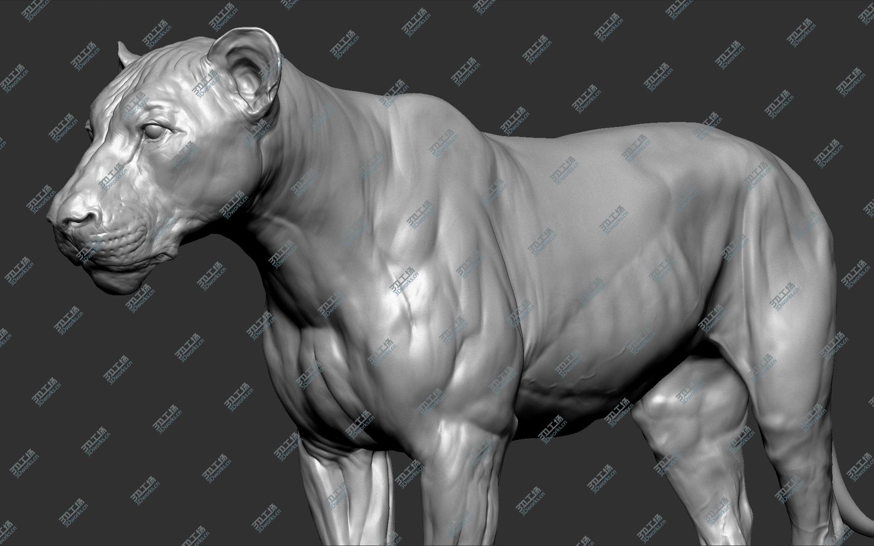 images/goods_img/2021040161/3D model Lion (Big Cat) VFX Zbrush Sculpt/5.jpg